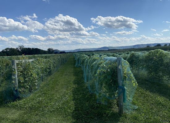 wisconsin/driftless-area/attraction/elmaro-vineyard