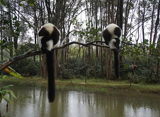 madagascar/atsinanana/attraction/vakona-lemur-island