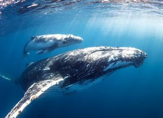 australia/noosa/attraction/whale-one