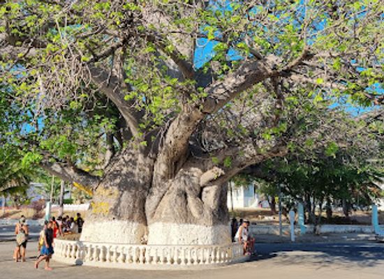 madagascar/majunga/attraction/le-baobab-de-majunga