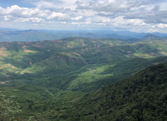 bolivia/amboro-national-park/attraction/bosque-de-helechos-gigantes