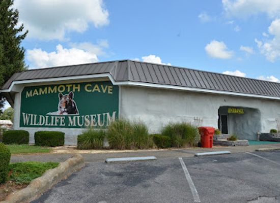 kentucky/mammoth-cave-national-park/attraction/mammoth-cave-wildlife-museum