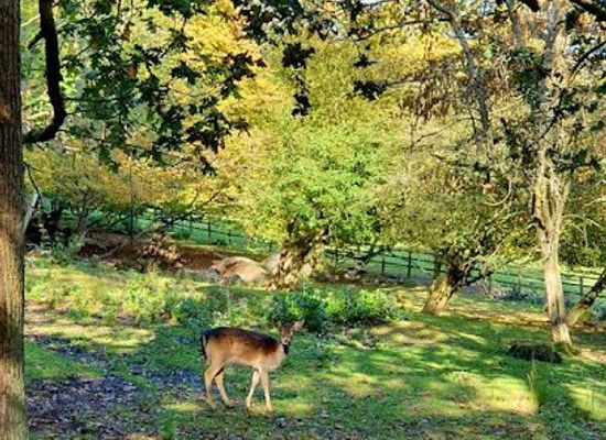 united-kingdom/london/attraction/deer-park