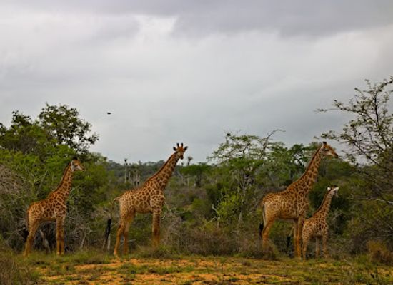 angola/lower-congo-basin/attraction/parque-nacional-do-quicama