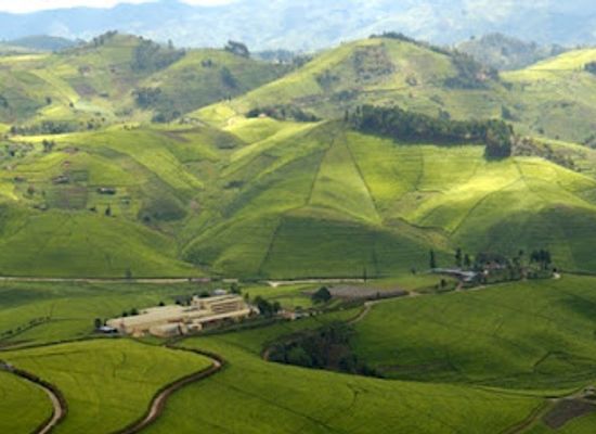 rwanda/musanze-caves/attraction/tea-project-ltd
