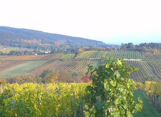 austria/thermenregion/attraction/winery-wolflinger-karl-karin
