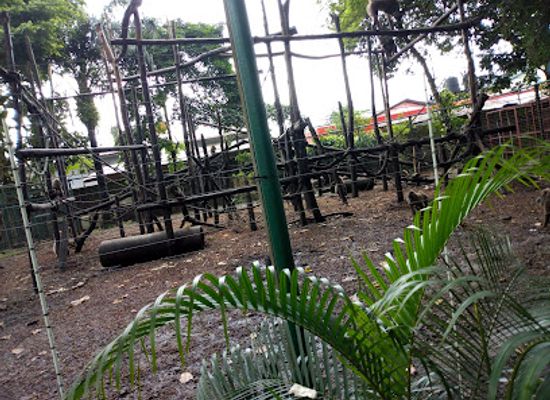 nigeria/calabar/attraction/pandrillus-nigeriadrill-ranch