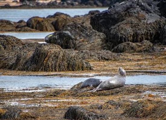 iceland/olafsvik/attraction/ytri-tunga