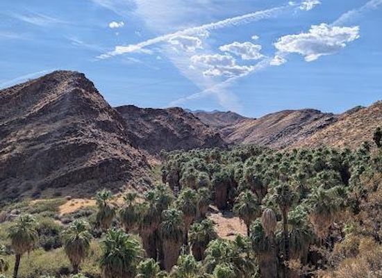 california/joshua-tree/attraction/palm-canyon