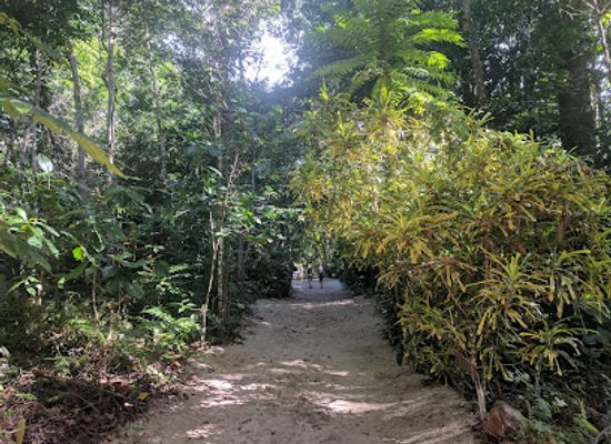 samoa/savai-i/attraction/falealupo-canopy-walkway