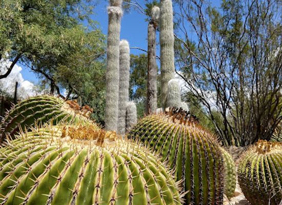 arizona/tucson/attraction/tucson-botanical-gardens