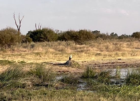 botswana/okavango-delta/attraction/ng-25-ngamiland-adventure-safaris
