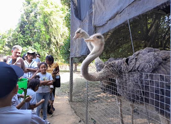 belize/vaca-plateau/attraction/belize-ostrich-association