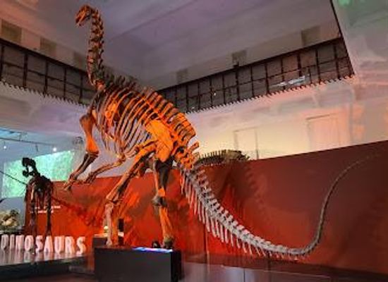 australia/sydney/attraction/australian-museum