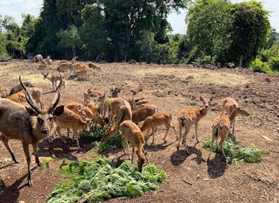 cambodia/mondulkiri-province/attraction/mayura-wild-park