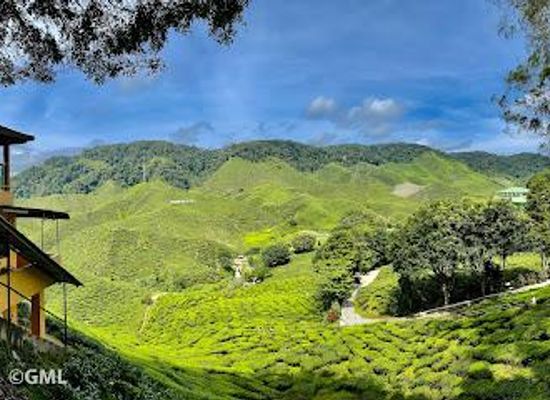 malaysia/ipoh/attraction/cameron-bharat-plantation-sdn-bhd