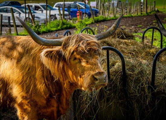 united-kingdom/scotland/attraction/the-highland-cows