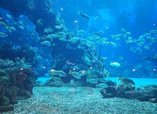 florida/mount-dora/attraction/the-seas-with-nemo-friends