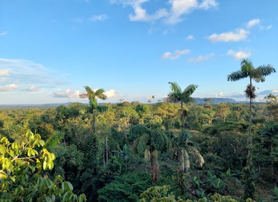 ecuador/amazon/attraction/treehouse