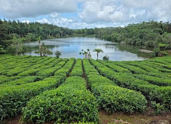 mauritius/le-morne/attraction/bois-cheri-tea-factory