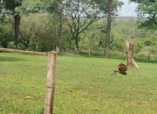 brazil/foz-do-iguacu/attraction/foz-eco-park-zoo