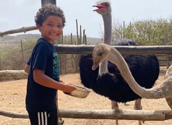 aruba/oranjestad/attraction/aruba-ostrich-farm