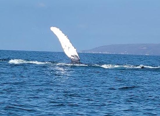 mexico/western-mexico/attraction/ecotours-vallarta-dive-shop