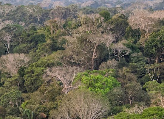 peru/tambopata-national-reserve/attraction/collpas-tambopata-inn-tower