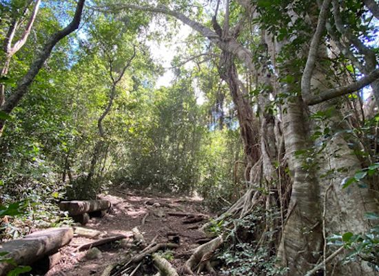 australia/the-whitsundays/attraction/the-fig-tree-airlie-creek-trail
