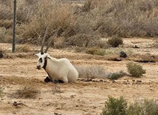 jordan/azraq/attraction/shaumari-wildlife-reserve
