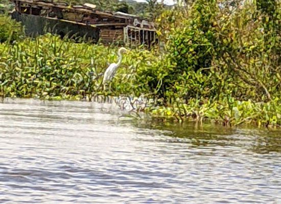 peru/ucayali/attraction/rio-ucayali
