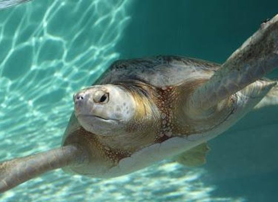 california/san-diego-county/attraction/living-coast-discovery-center