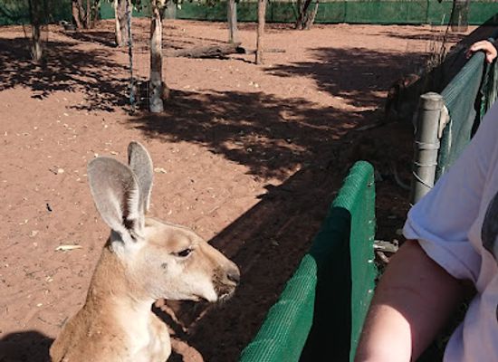 australia/the-kimberley/attraction/kangaroo-haven