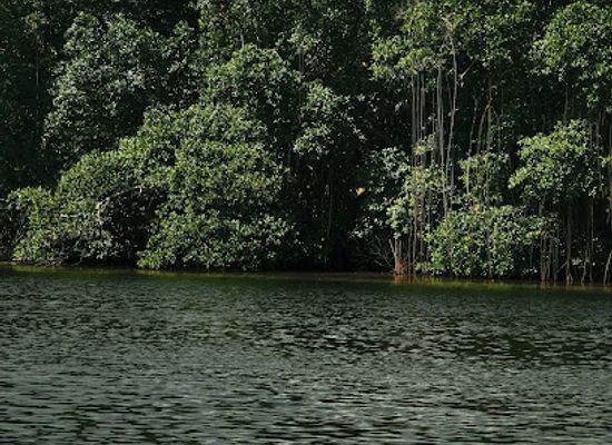 gabon/congo-basin/attraction/akanda-national-park