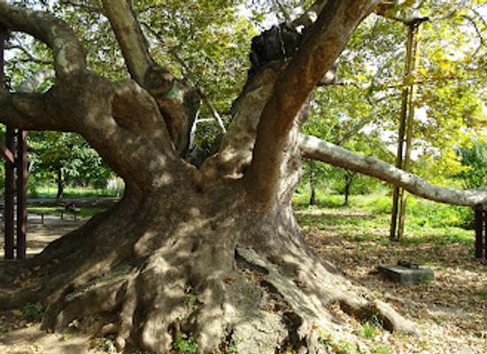 bulgaria/stara-zagora/attraction/vekovno-drvo-star-chinar