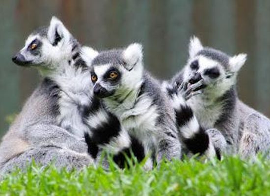 madagascar/antananarivo/attraction/lemurs-park