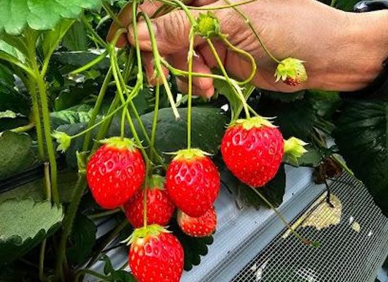 japan/chikuzen/attraction/lion-strawberry-farm
