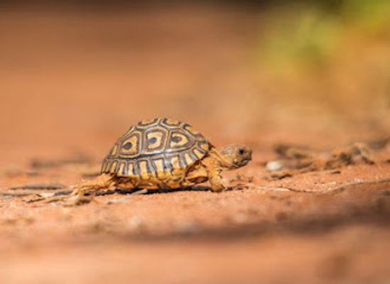 tanzania/tarangire-national-park/attraction/darakuta-ranch
