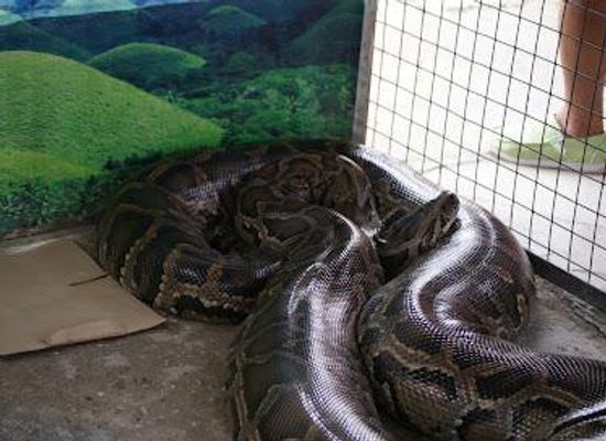 philippines/bohol/attraction/xzootic-animal-park