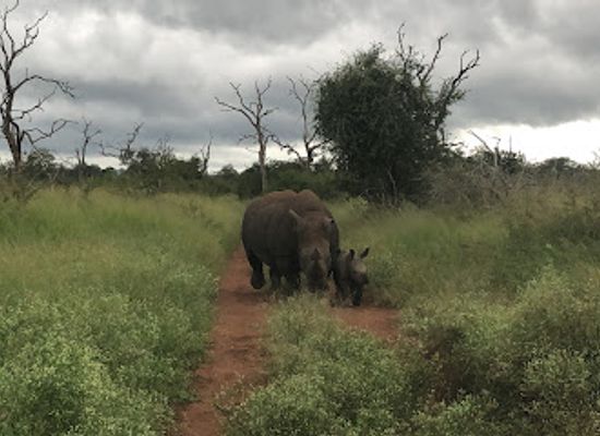 eswatini/malolotja-nature-reserve/attraction/hlane-royal-national-park