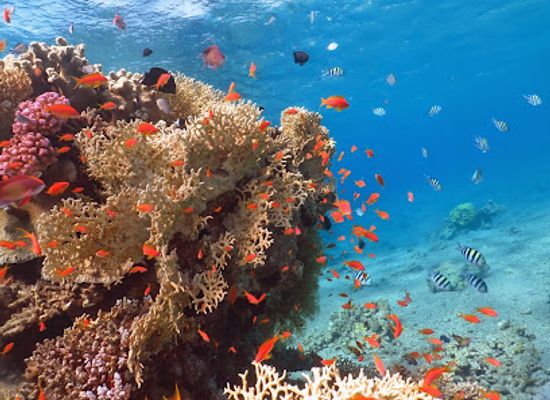 israel/eilat/coral-beach/attraction/dive-eilat
