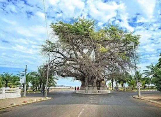 madagascar/majunga/soavita/attraction/le-baobab-de-majunga