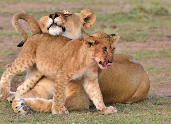 tanzania/arusha/attraction/tanzania-safari