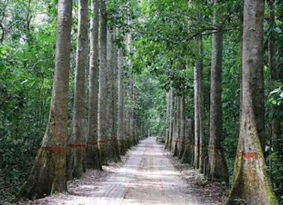 bangladesh/sylhet-division/attraction/lawachara-national-park