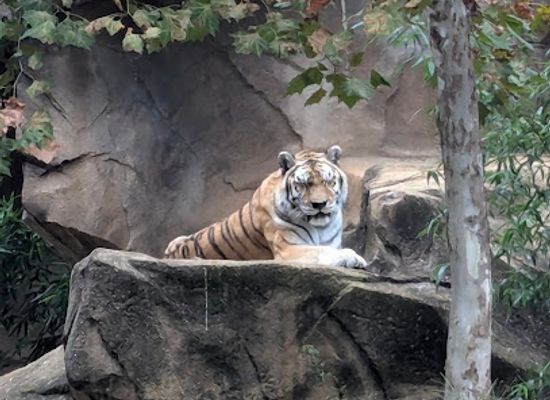 south-carolina/midlands/attraction/riverbanks-zoo