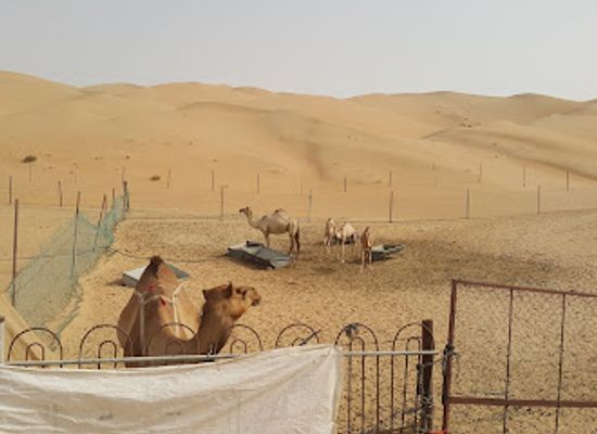 united-arab-emirates/liwa-oasis/attraction/liwa-dates-festival