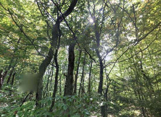 vermont/windsor-county/attraction/appalachian-trail