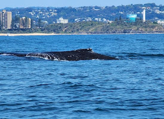 australia/sunshine-coast/attraction/adventure-rafting