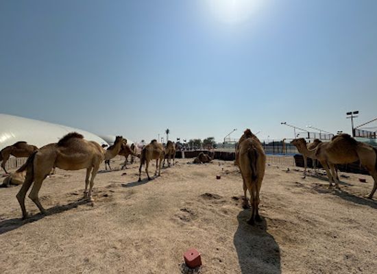 qatar/al-wakrah/attraction/camel-tent