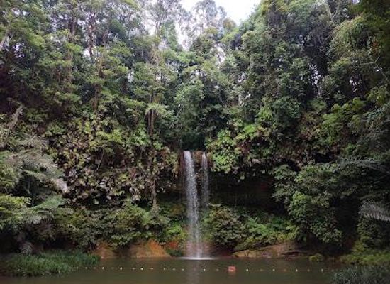 malaysia/miri/attraction/taman-negara-bukit-lambir